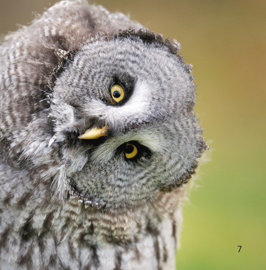 K-2 Animal Adaptations