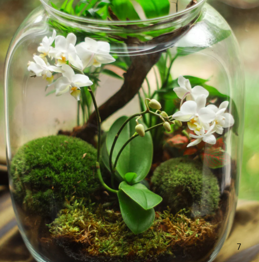 K-2 The Secret Life of Plants